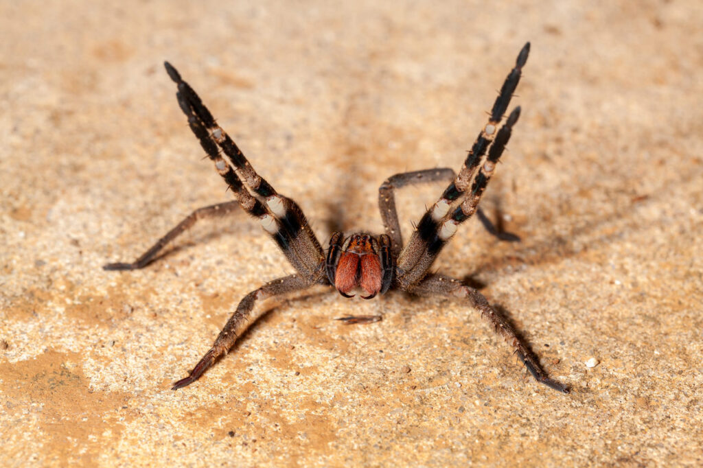 picada de aranha