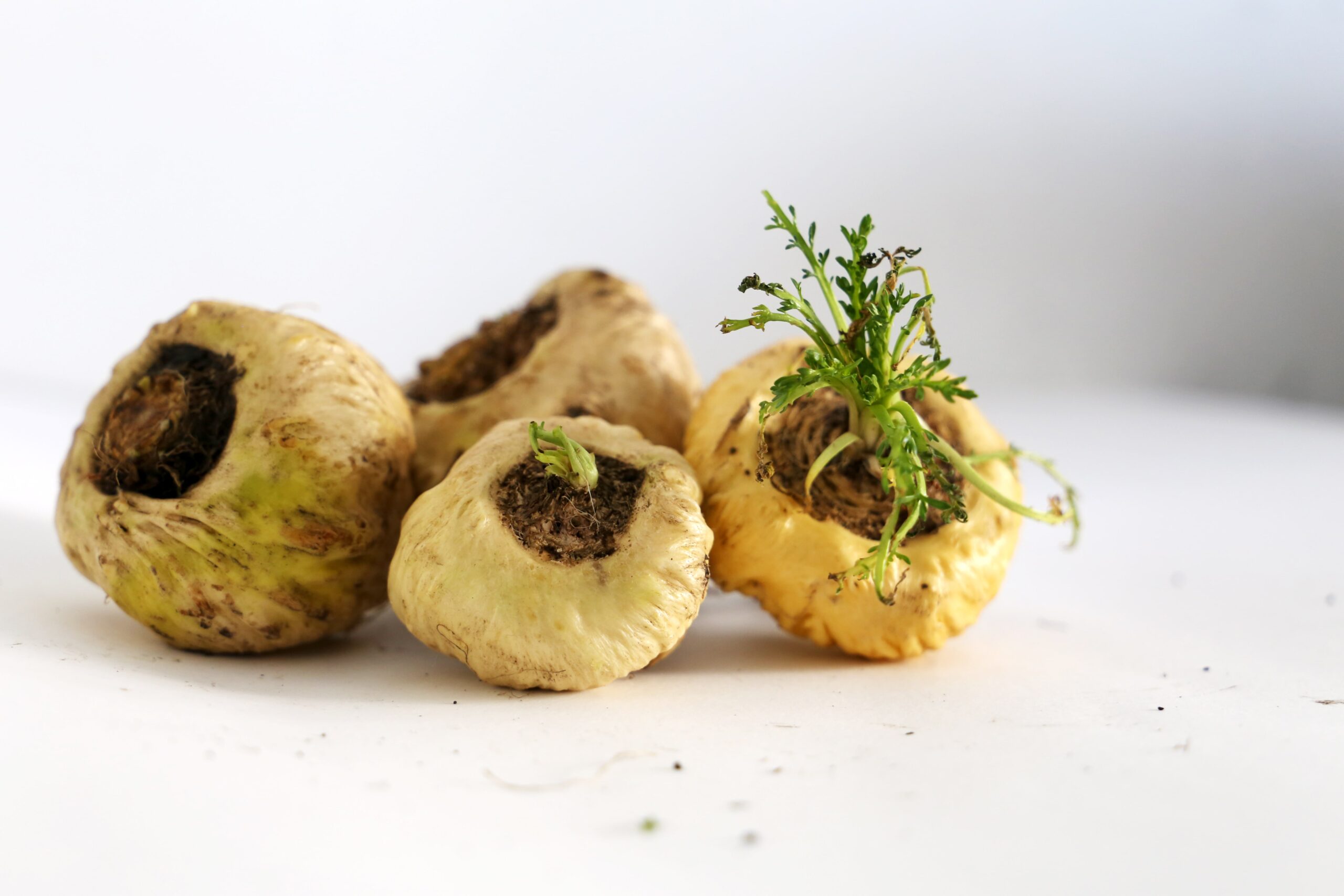 Maca peruana e Tribulus terrestris