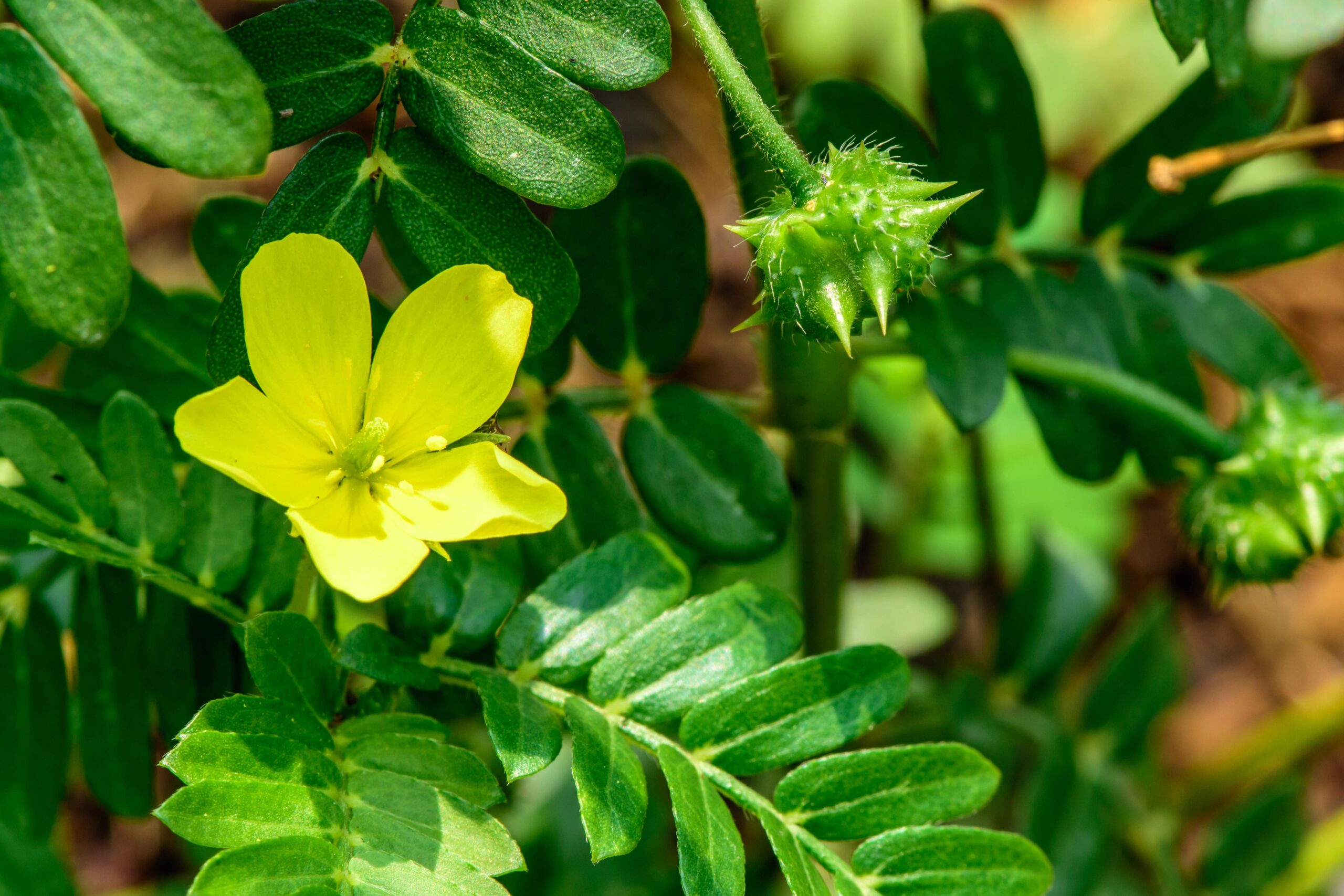 Maca peruana e Tribulus terrestris